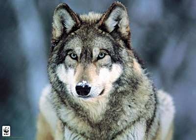 Amerikaanse Wolfshond nog teveel wolf om als huisdier in huis te nemen