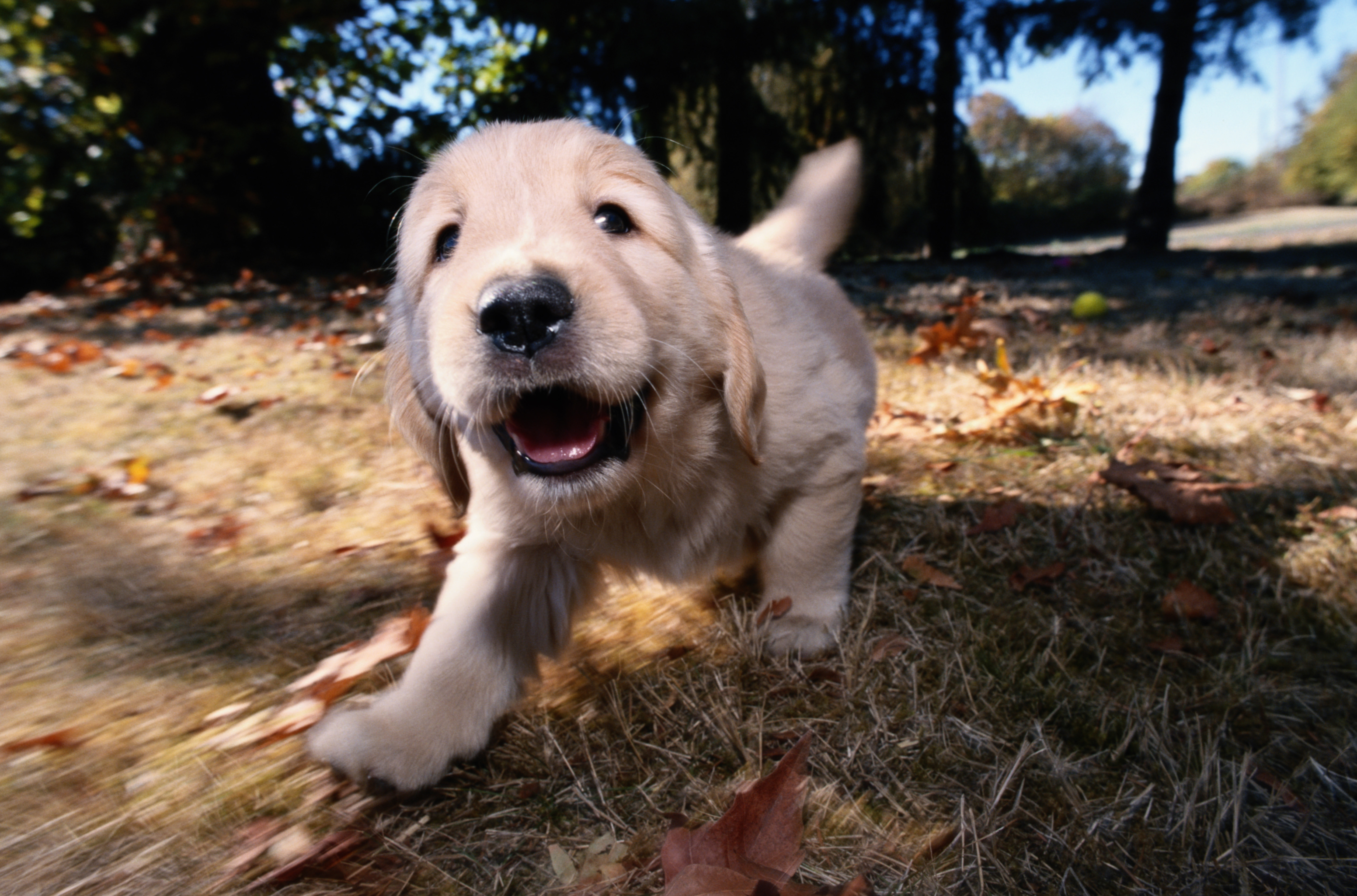 Waarschuwing van dierenartsen voor zieke Oost-Europese pups