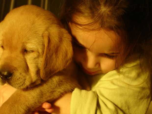 Een lik van een hond: Gevaarlijk of niet?