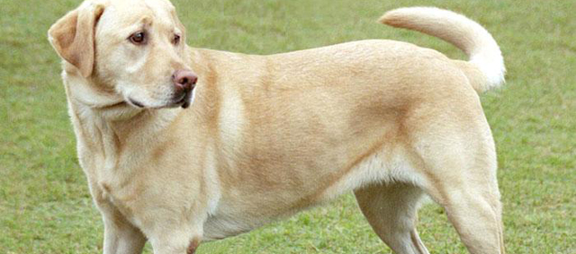 Labrador herovert titel populairste hondenras