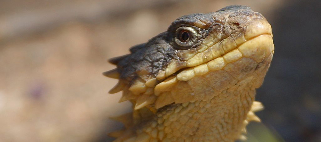 Veel onwetendheid over het houden van reptielen, vogels en kleine zoogdieren