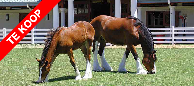 Een paard voor kerst?!