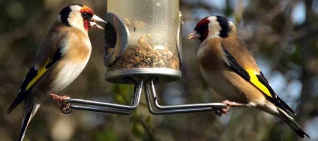 Stijging verkoop vogelvoer