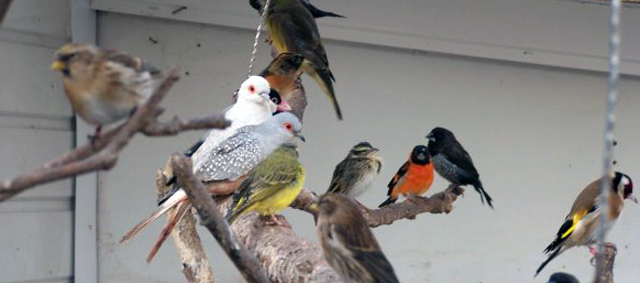 36 Wildzangvogels in beslag genomen