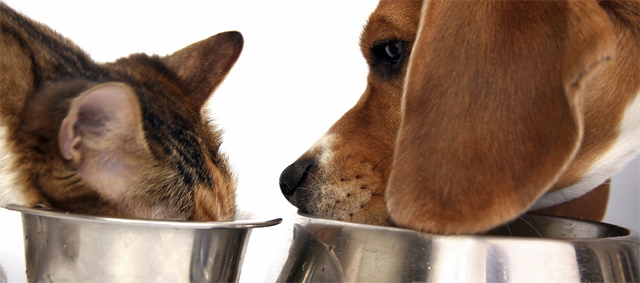 Dierendagfestijn bij dierenwinkel Van der Poel dier en verblijf