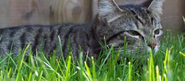 Katten moordlustiger dan gedacht