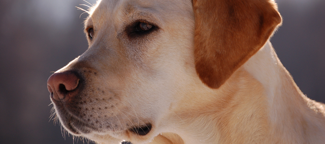 Erfelijkheidsonderzoek bij Labrador Retriever en Perzische kat