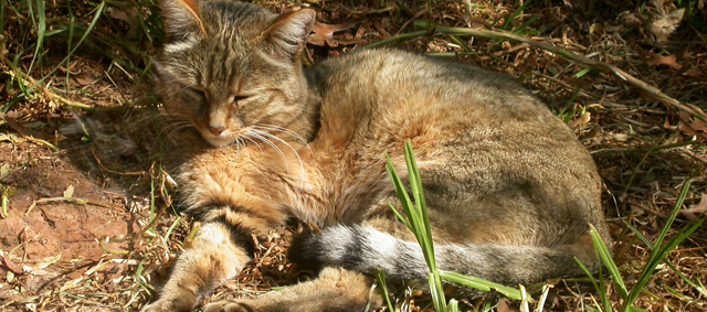 Wilde kat maakt opmars in Nederland