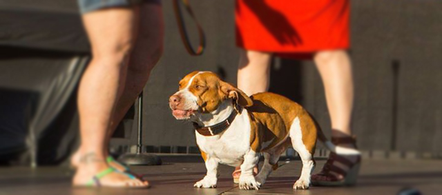 Strijd om titel: ‘Mooiste hond van Nederland’