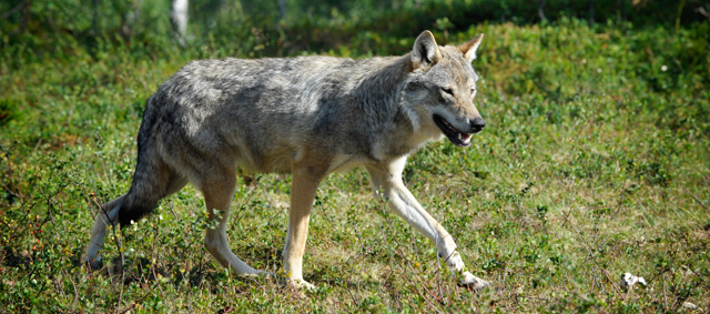 De wolf terug in Nederland