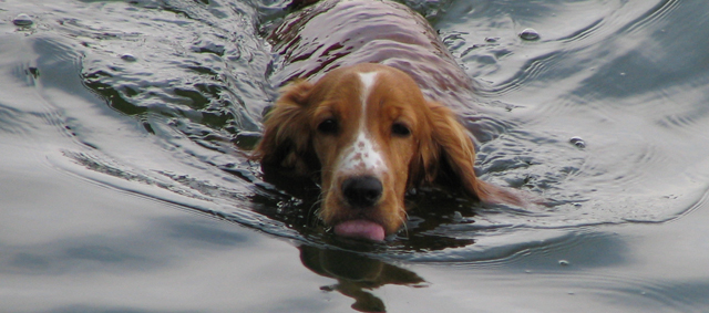 Zondag 1 september hondenzwemmen Wantijbad Dordrecht