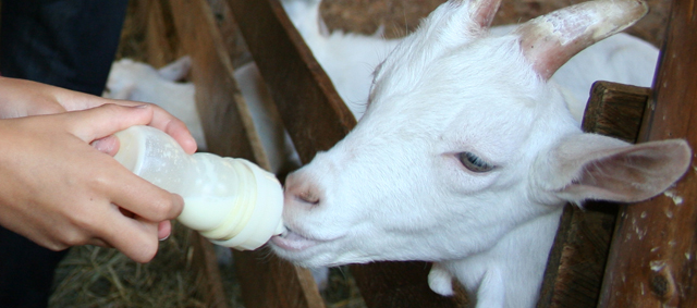 Dierendump bij De Bongelaar