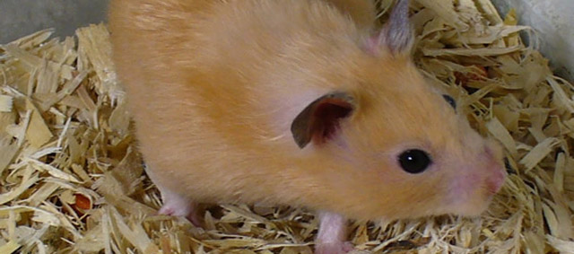 Hype op hamsters