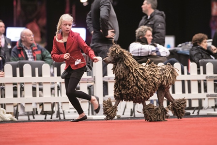 Gemeente Groningen wil stoppen met Martini Dogshow