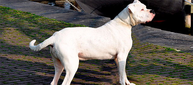 Eigenaar van gevaarlijke hond moet op cursus