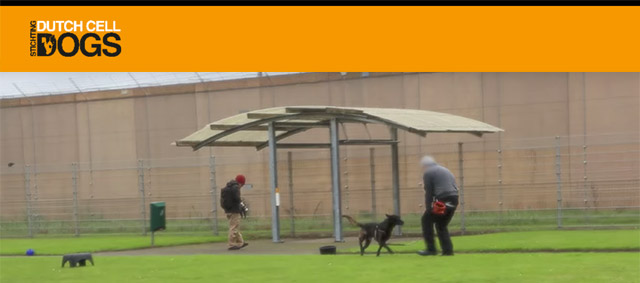 Dutch Cell Dogs lanceert eigen video instructieserie