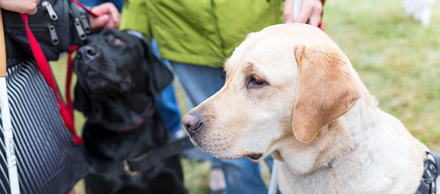 Primeur: eerste verkiezing ‘Mooiste geleidehond van Nederland’ tijdens Hond2017