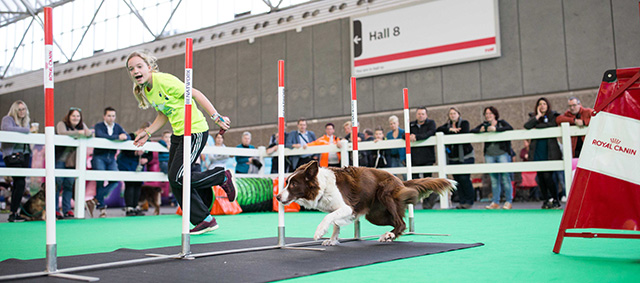 Hond2017: hét hondenevenement dat je dit weekend niet mag missen!