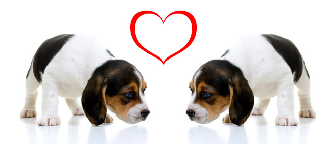 Nieuw: datingsite voor honden