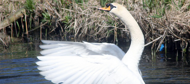 Verbod op leewieken vogels vanaf 1 januari 2018