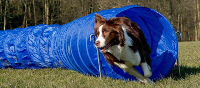 Je hond is je ideale sportmaatje