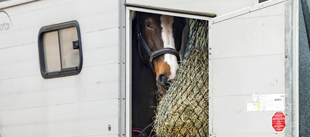 Paardentransporten van en naar Groot-Brittannië na de Brexit