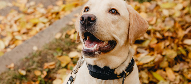 Stroomhalsbanden bij honden vanaf volgend jaar verboden