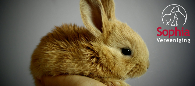 Massaal konijntjes doden om vachtkleur niet strafbaar