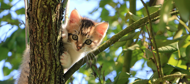 Gezocht! Katten met suikerziekte (Diabetes Mellitus)