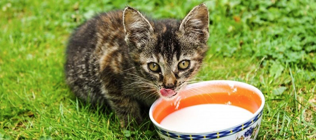 Melk, is dat goed voor katten?