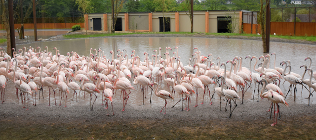 400 grote flamingo’s in GaiaZOO
