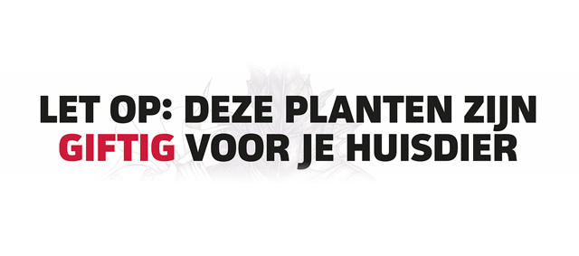 Let op! Deze planten zijn giftig voor je huisdier!