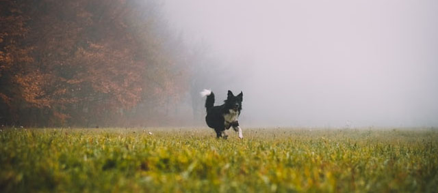 Waar in Dordrecht mag je een hond los laten lopen? De gemeente brengt het in kaart