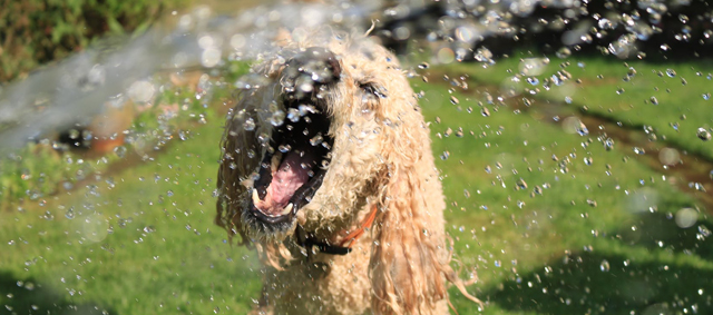 Genoeg water, ook voor huisdieren van essentieel belang!