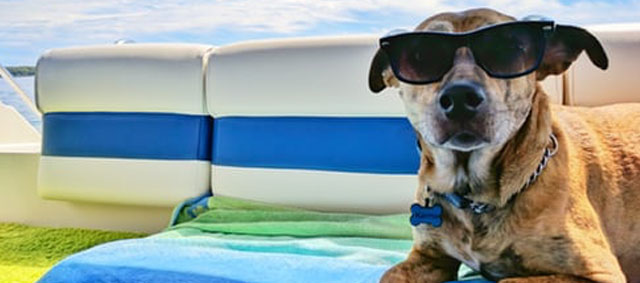 Hond mee op vakantie? Niet alle rassen welkom in elk land!