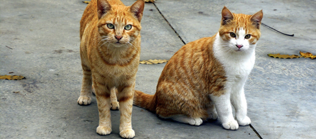 Universiteit Utrecht onderzoekt of katten gevoelig zijn voor Coronavirus