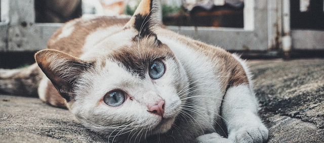 Meer katten en honden naar asiel