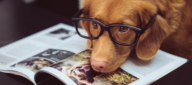 Gehumaniseerde trends in gezelschapsdieren