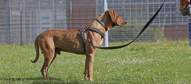 Dutch Cell Dogs traint 750ste asielhond binnen gesloten instellingen.