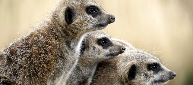 Stichting AAP: ‘Tientallen exotische dieren te koop op Marktplaats’