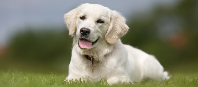 Puberhond centraal op KynoCongres 2019