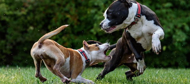 Iedere gemeente krijgt meldpunt voor bijtgrage hond en zijn baasje