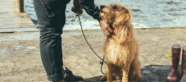 Hoe huisdierenvoeding bedrijven kunnen slagen in sociale media