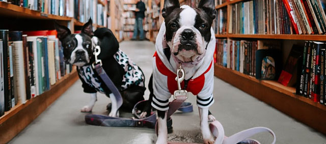 Van een fijn publiek gesproken: kinderen leren voorlezen dankzij honden