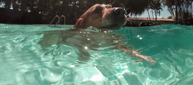 Het zwemseizoen is voorbij: nu mogen de honden een duik nemen