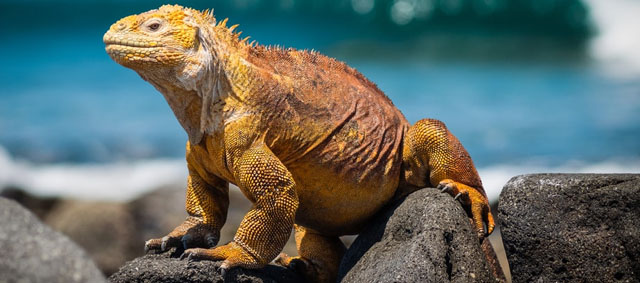 Volledig programma Wildlife Film Festival Rotterdam 2019 bekend