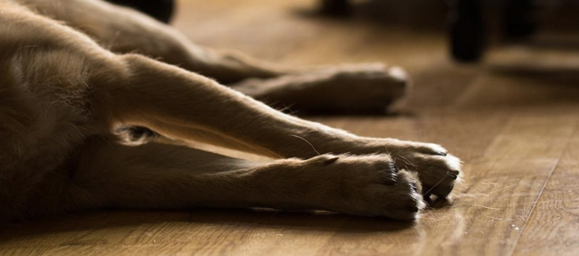 Zieke en dode honden: Diemerbos tijdelijk gesloten voor honden