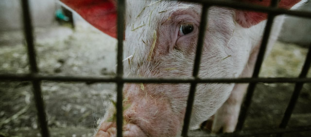 Dierentransporten verboden bij 35 graden of hoger