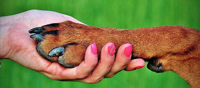 Hond aan je zijde? 24 procent minder kans op vroegtijdig overlijden