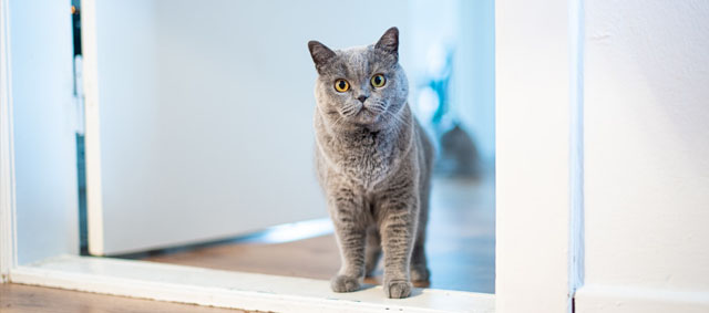 Een veilig kattenluik